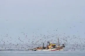 Dia de pesca em Peniche