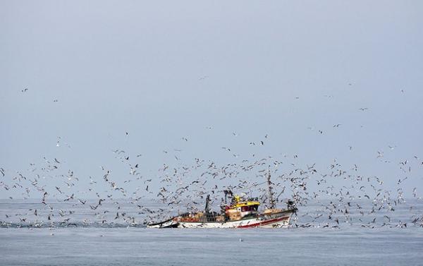 Dia de pesca em Peniche(Imagem:Reprodução)