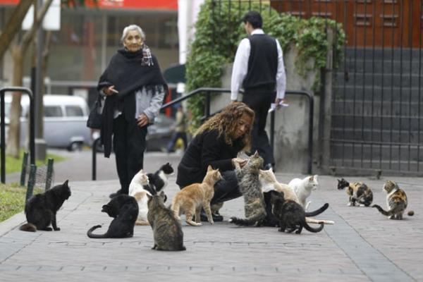 Gatos são alimentados nesta quinta-feira (2) em praça de Lima, no Peru(Imagem:Martin Mejia/AP)