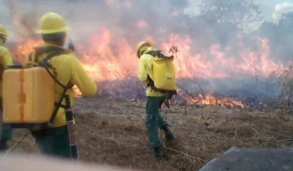 Imagem cedida pelo Ibama mostra os brigadistas tentando apagar as chamas