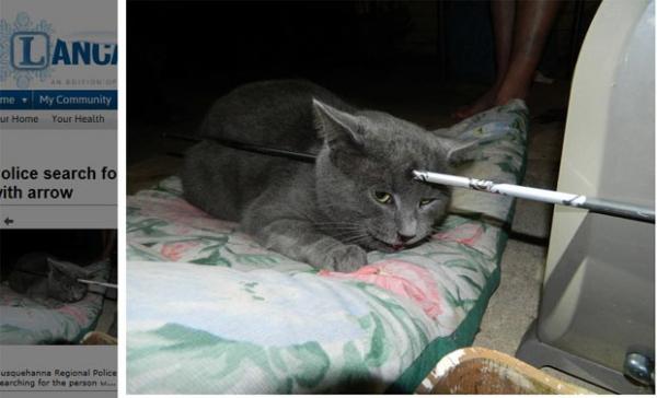 O gato Mack logo ap&oacute;s receber a flechada (Imagem:Reprodu&ccedil;&atilde;o)