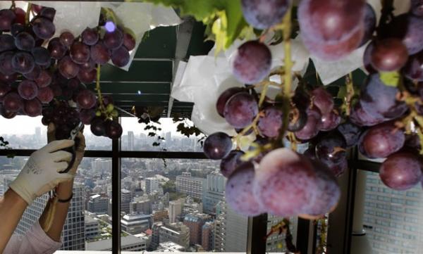 Parreiral foi construído no topo de um prédio comercial em Tóquio, no Japão. (Imagem:Reprodução/Shizuo Kambayashi/AP)