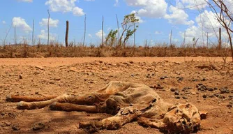 Parte do gado foi dizimada pela seca, e carcaças são encontradas pelas estradas