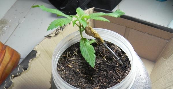 Plantio de maconha.(Imagem:Reprodu&ccedil;&atilde;o)