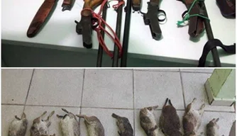 Polícia apreende armamento e animais silvestres em Castelo do Piauí