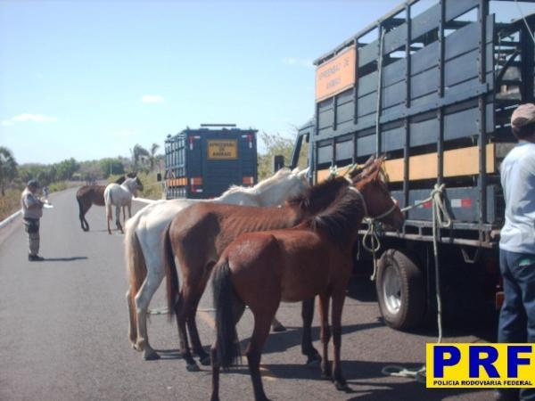 PRF recolhe 209 animais encontrados soltos nas rodovias(Imagem:PRF/PI)