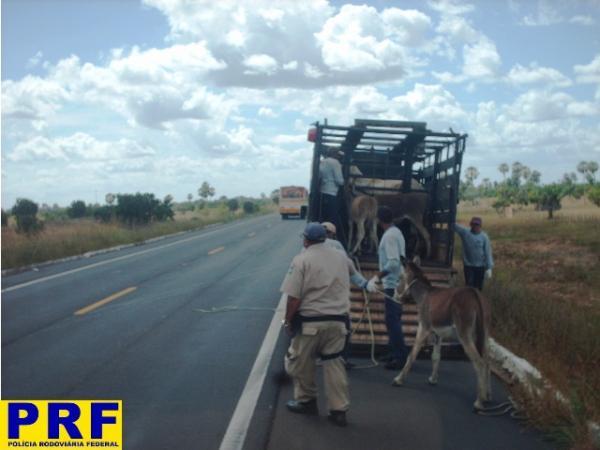 PRF recolhe animais encontrados soltos nas rodovias(Imagem:PRF/PI)