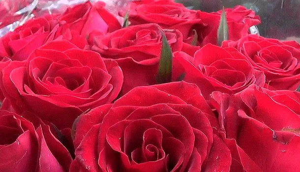 Flores encantam e impulsionam vendas no Dia dos Namorados na cidade de Teresina