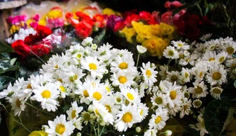 Comerciantes de flores de Teresina esperam aumento nas vendas no fim de ano
